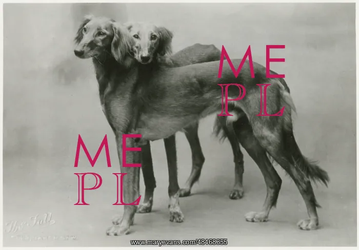 : FALL / SALUKI / 1926 : FALL / SALUKI / 1926