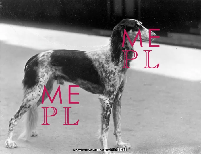  : FALL / SALUKI / 1931