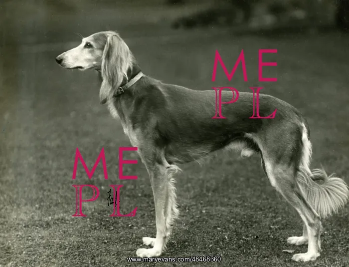 : FALL / SALUKI / 1933 : FALL / SALUKI / 1933