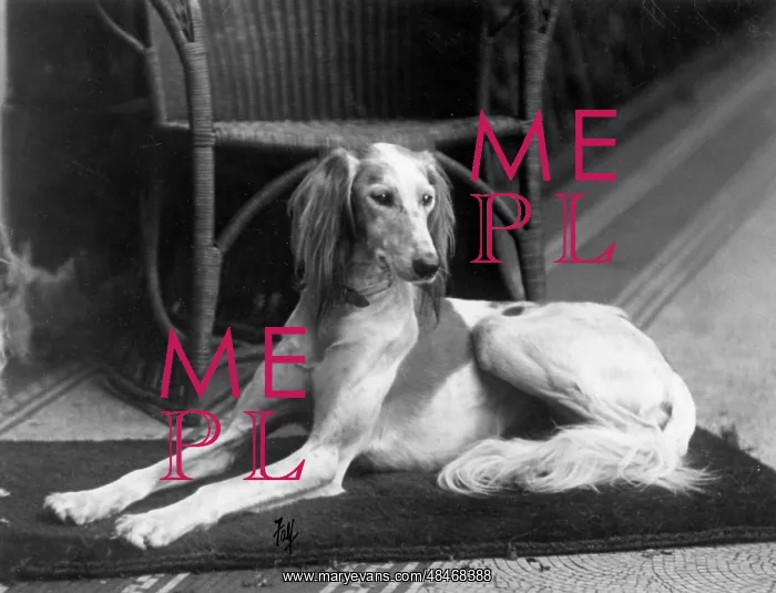  : FALL / SALUKI / 1933
