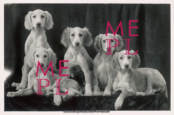 : Fall - Saluki - 1934 : Fall - Saluki - 1934