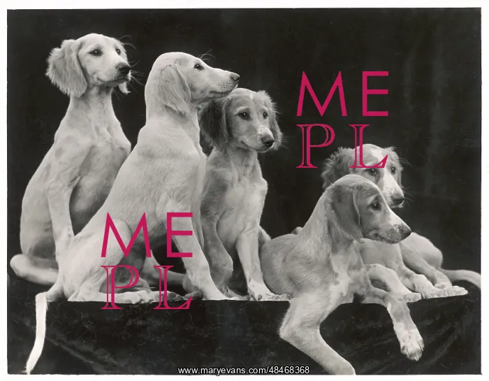  : Fall - Saluki - 1934