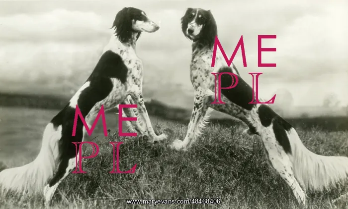 : FALL / SALUKI / 1935 : FALL / SALUKI / 1935