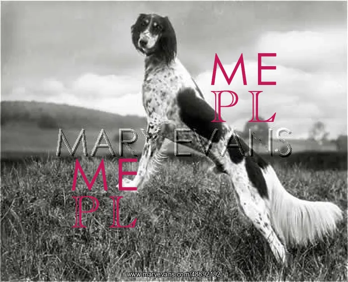 : FALL / SALUKI / 1935 : FALL / SALUKI / 1935