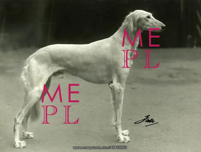  : FALL / SALUKI / 1937