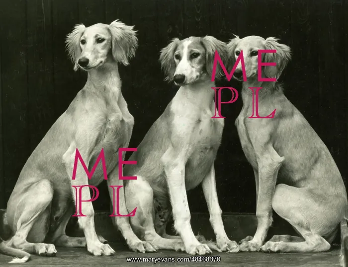  : FALL / SALUKI / 1940