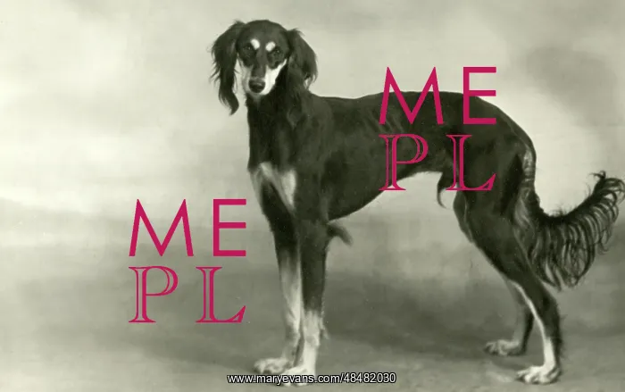  : FALL / SALUKI / 1946