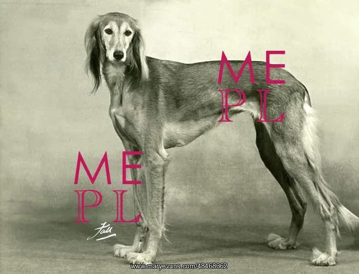  : FALL / SALUKI / 1953