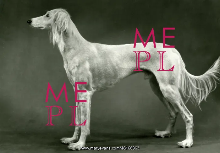  : FALL / SALUKI / 1960