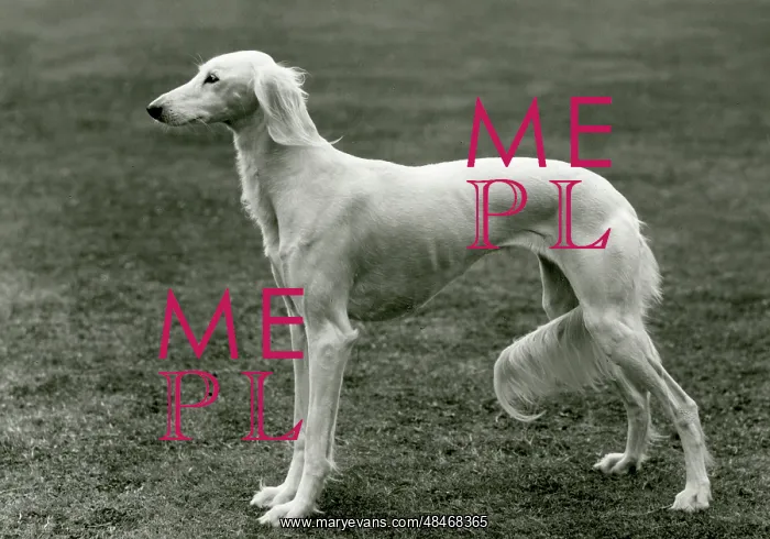  : FALL / SALUKI / 1960