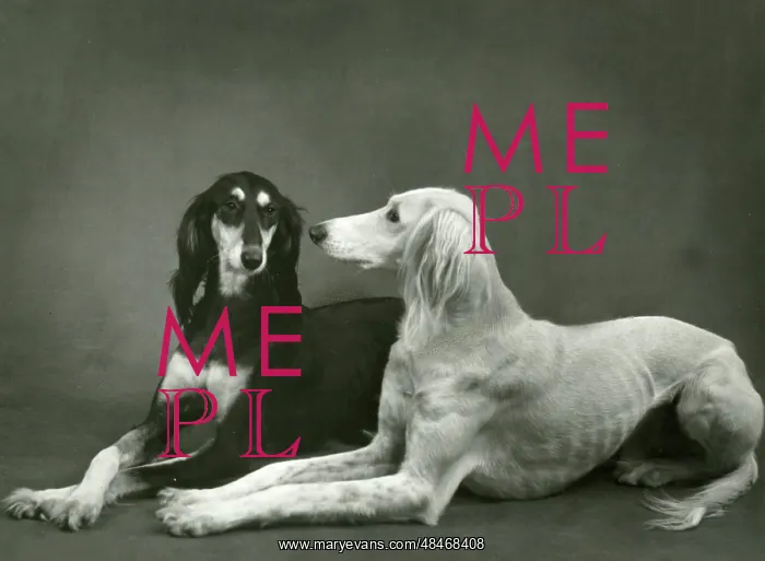: FALL / SALUKI / 1960 : FALL / SALUKI / 1960
