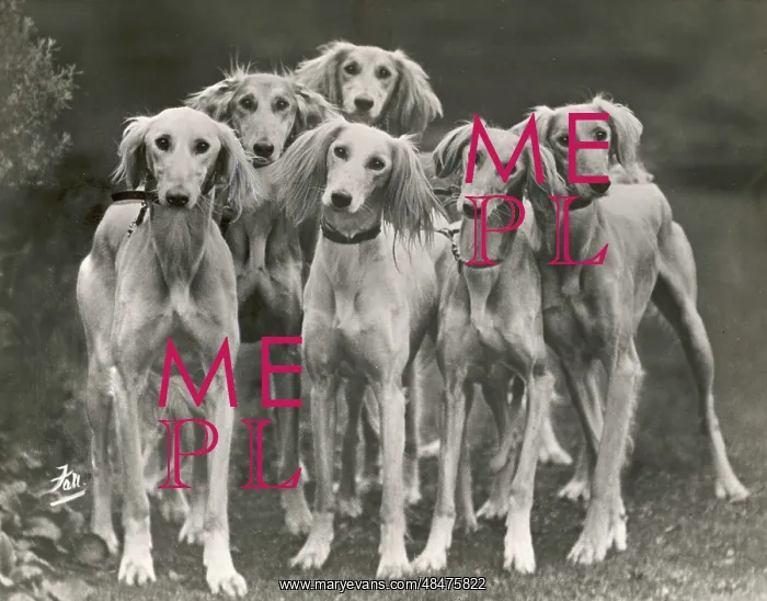 : Fall - Saluki Group - 1925 : Fall - Saluki Group - 1925