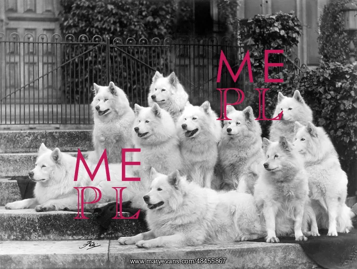 : FALL / SAMOYEDS / 1935 : FALL / SAMOYEDS / 1935