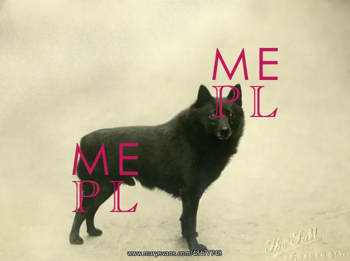  : FALL / SCHIPPERKE / 1932