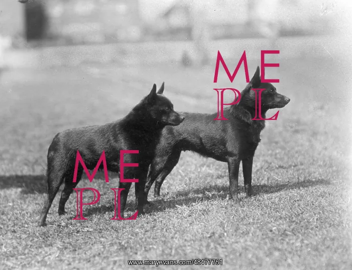 : FALL / SCHIPPERKE / 1938 : FALL / SCHIPPERKE / 1938