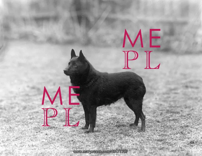  : FALL / SCHIPPERKE / 1940