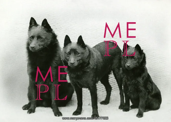 : FALL / SCHIPPERKE / 1940 : FALL / SCHIPPERKE / 1940