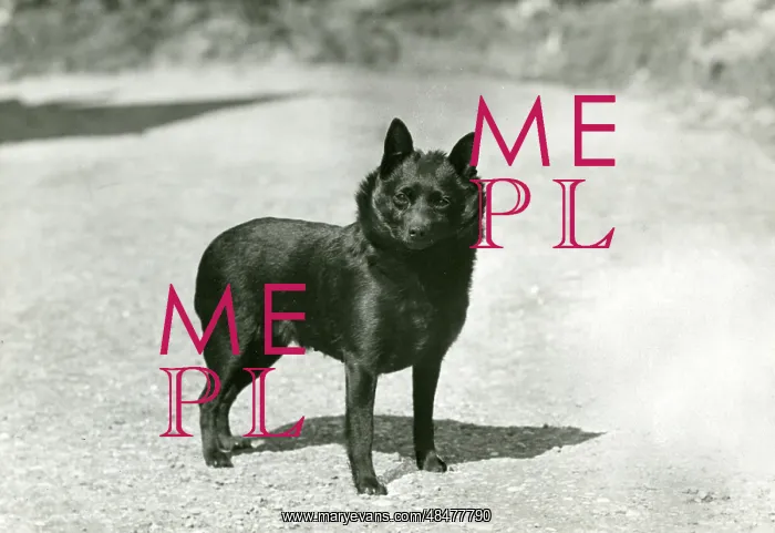  : FALL / SCHIPPERKE / 1953