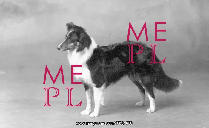 : FALL / SHETLANDSHEEPDOG / 29 : FALL / SHETLANDSHEEPDOG / 29