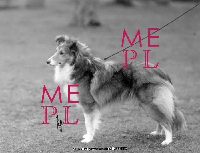  : FALL / SHETLANDSHEEPDOG / 30