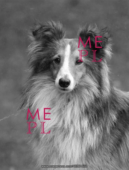 : FALL / SHETLANDSHEEPDOG / 38 : FALL / SHETLANDSHEEPDOG / 38