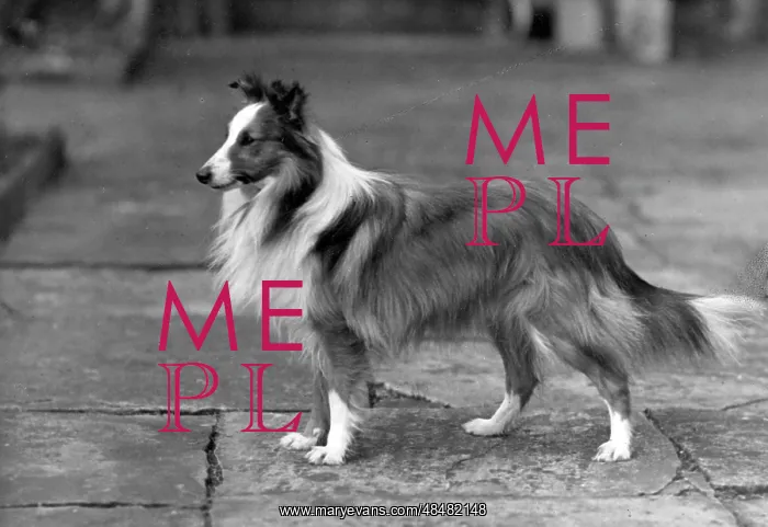  : FALL / SHETLANDSHEEPDOG / 46