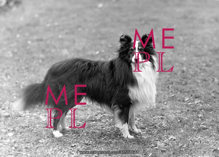 : FALL / SHETLANDSHEEPDOG / 50 : FALL / SHETLANDSHEEPDOG / 50