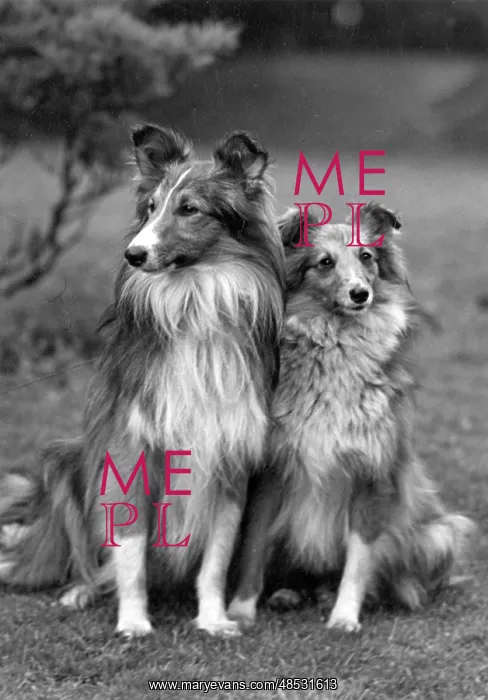 : FALL / SHETLANDSHEEPDOG / 51 : FALL / SHETLANDSHEEPDOG / 51