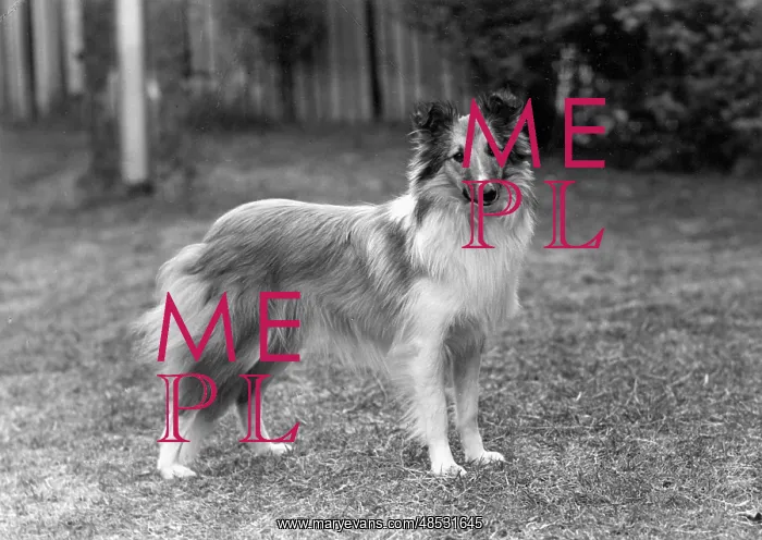  : FALL / SHETLANDSHEEPDOG / 52