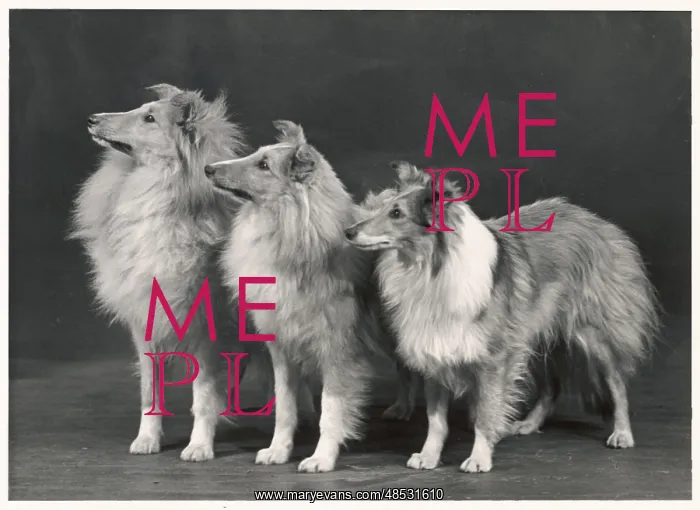 : FALL / SHETLANDSHEEPDOG / 53 : FALL / SHETLANDSHEEPDOG / 53