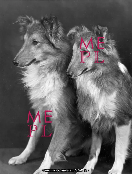 : FALL / SHETLANDSHEEPDOG / 55 : FALL / SHETLANDSHEEPDOG / 55