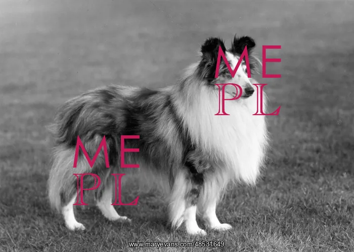  : FALL / SHETLANDSHEEPDOG / 62