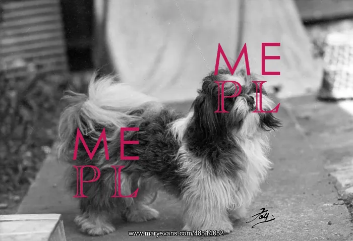 : FALL / SHIH TZU / 1949