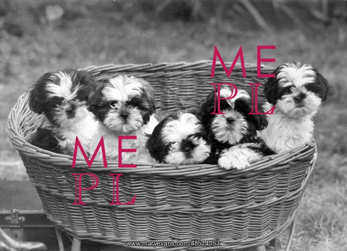  : FALL / SHIH TZU / 1949