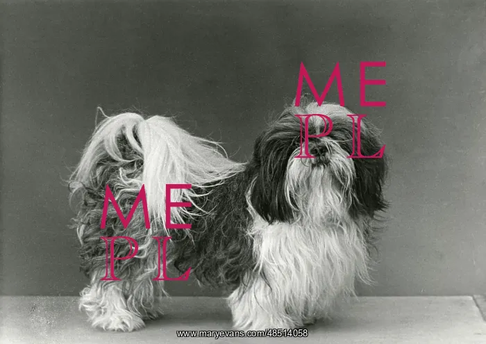  : FALL / SHIH TZU / 1954