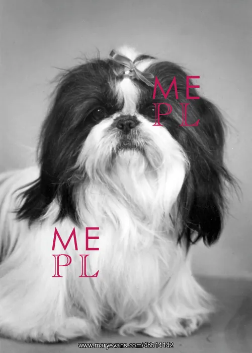 : FALL / SHIH TZU / 1959 : FALL / SHIH TZU / 1959