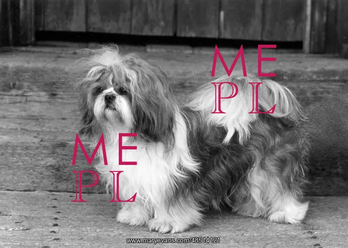  : FALL / SHIH TZU / 1962