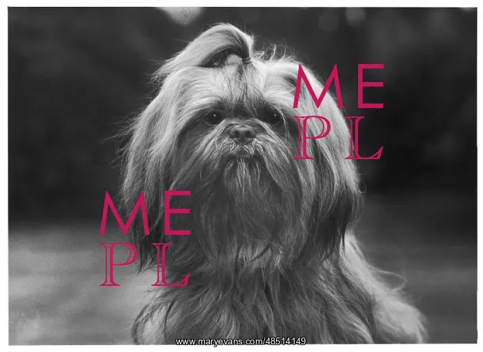  : FALL / SHIH TZU / 1962