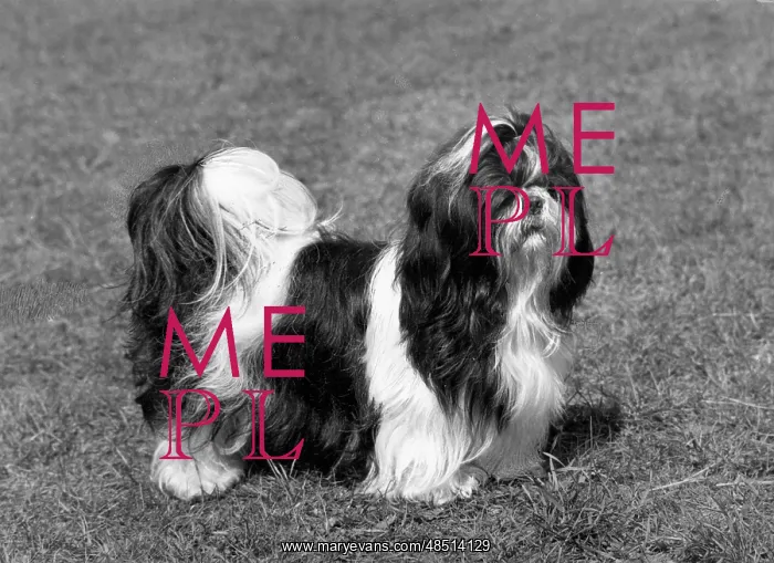  : FALL / SHIH TZU / 1966