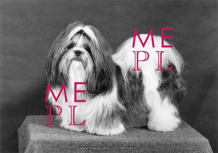  : FALL / SHIH TZU / 1974