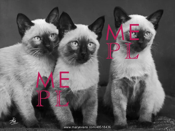 : Fall - Siamese Kittens : Fall - Siamese Kittens