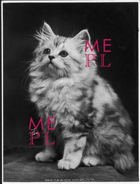  : FALL / SILVER TABBY / 1936