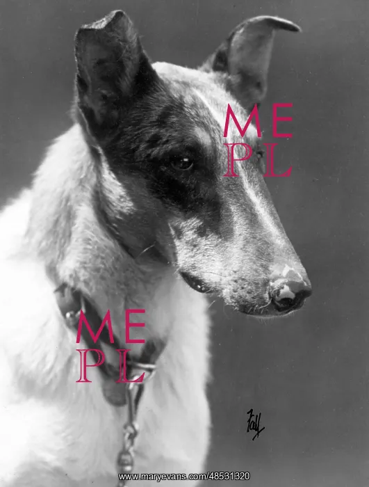 : FALL / SMOOTH COLLIE / 1934 : FALL / SMOOTH COLLIE / 1934