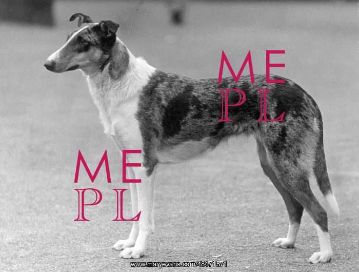  : FALL / SMOOTH COLLIE / 1936