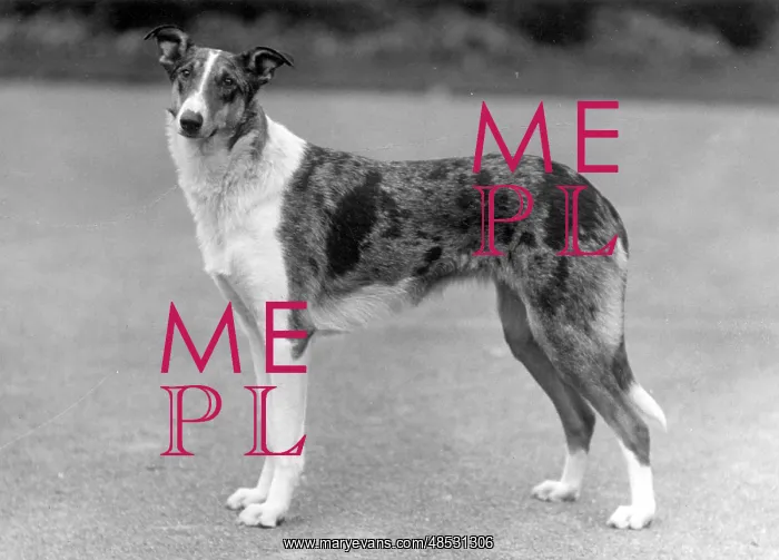  : FALL / SMOOTH COLLIE / 1936