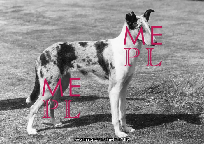  : FALL / SMOOTH COLLIE / 1961