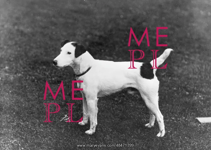  : FALL / SMOOTH FOX TERRIER