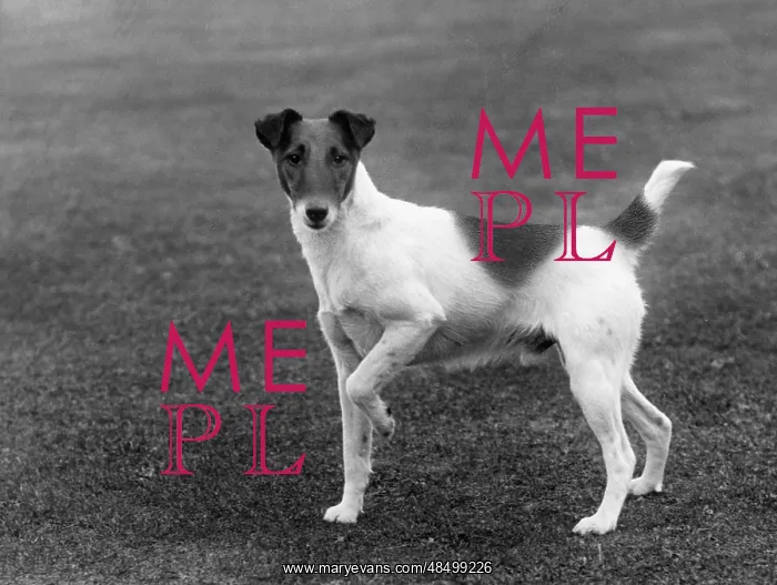 : FALL / SMOOTH FOX TERRIER : FALL / SMOOTH FOX TERRIER