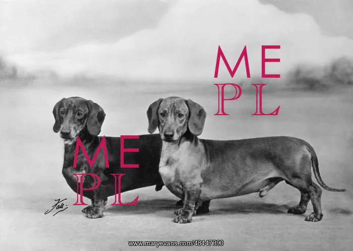 : Fall / Smooth-haired dachshunds owned by Mr J E Langdale : Fall / Smooth-haired dachshunds owned by Mr J E Langdale
