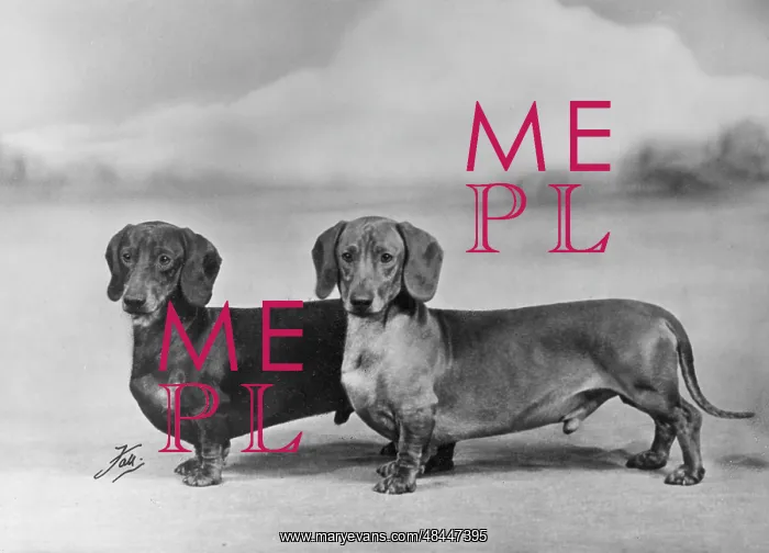 : Fall / Smooth-haired dachshunds owned by Mr J E Langdale : Fall / Smooth-haired dachshunds owned by Mr J E Langdale